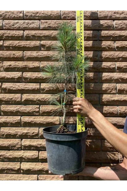 Сосна Веймутова Фастигіата - 5л/вис.60-80см/Ø25-35см